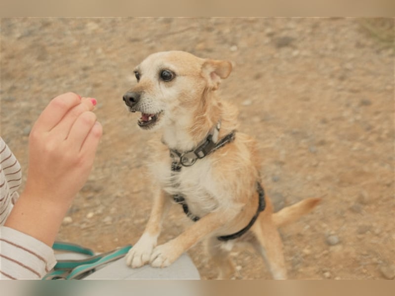 Freundlicher Noel sucht neues Zuhause