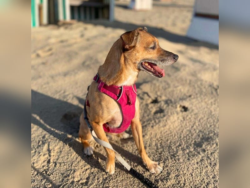 Bailey - aktiv und sensibel