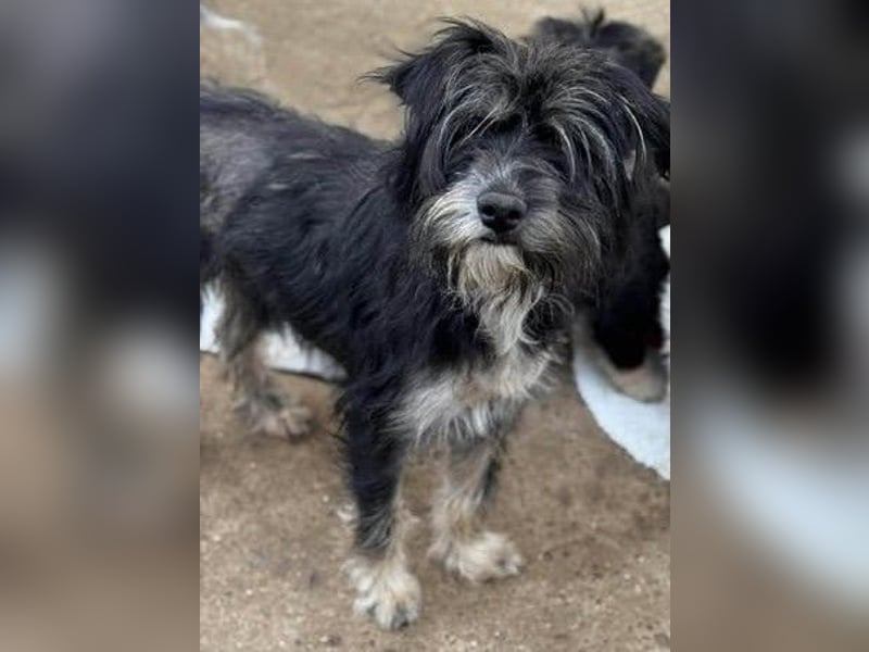 Tierschutz: Sehr liebenswerte Hundedame Joy