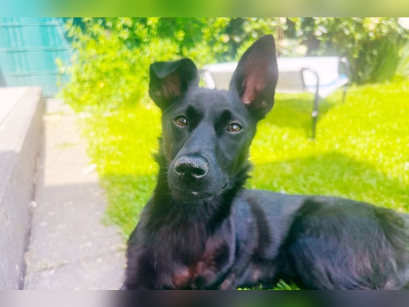 Amza sucht ein Zuhause