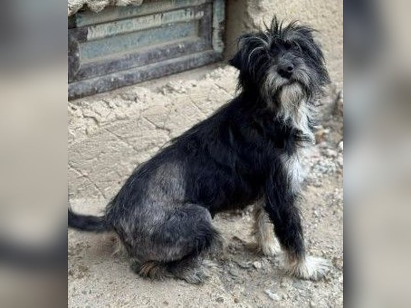 Tierschutz: Sehr liebenswerte Hundedame Joy
