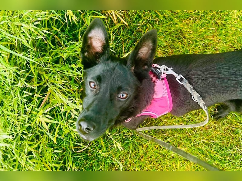 Amza sucht ein Zuhause