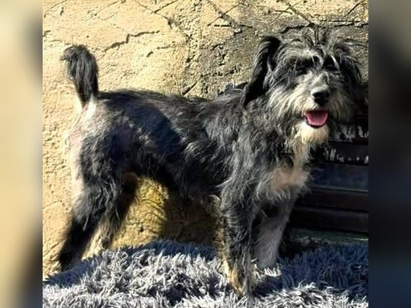 Tierschutz: Sehr liebenswerte Hundedame Joy