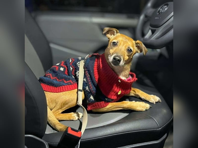 Bailey - aktiv und sensibel