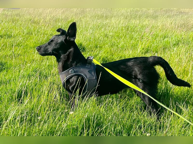 Amza sucht ein Zuhause