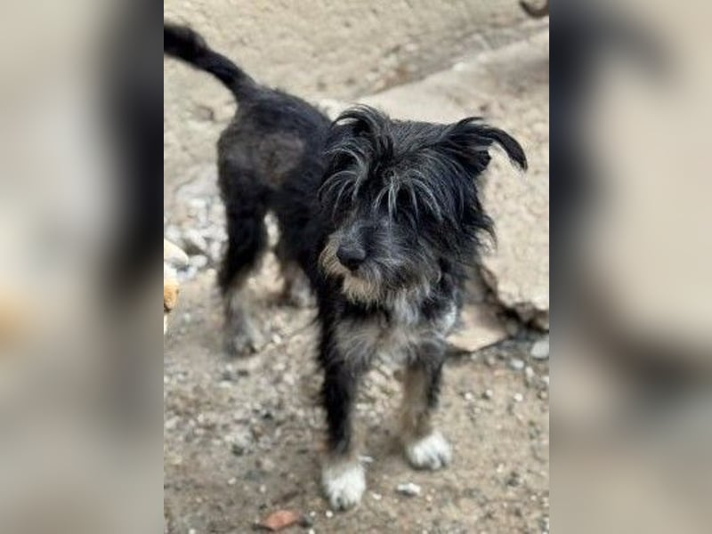 Tierschutz: Sehr liebenswerte Hundedame Joy