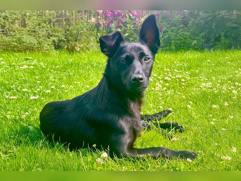 Amza sucht ein Zuhause