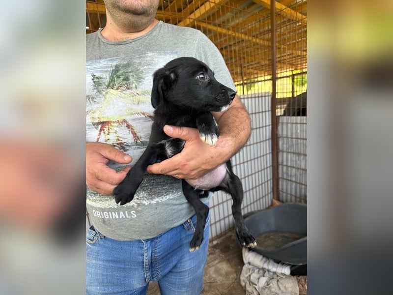 Aaron, zarter Welpe sucht seinen Menschen