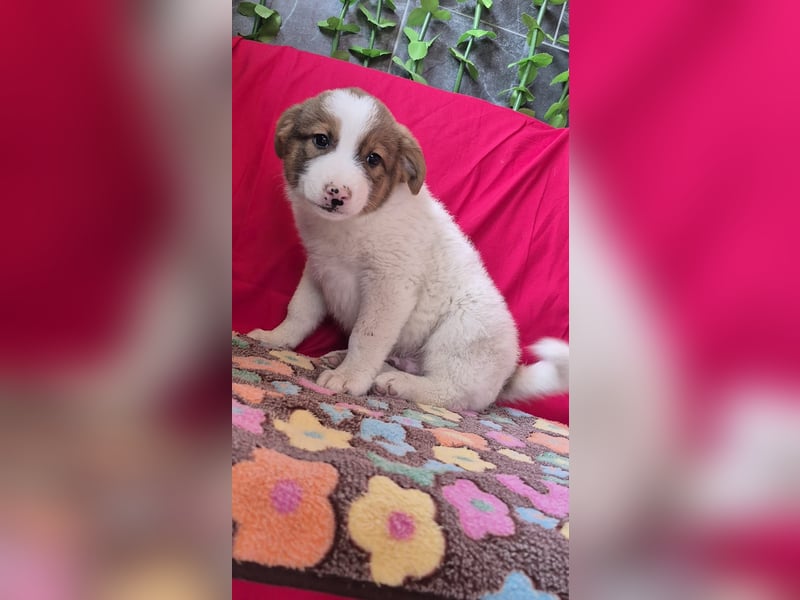 Hundebub Pumba wurde auf der Straße geboren