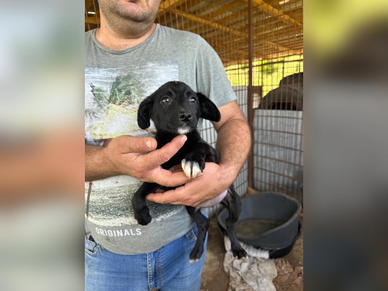 Aaron, zarter Welpe sucht seinen Menschen