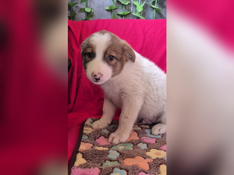 Hundebub Pumba wurde auf der Straße geboren