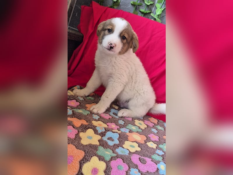 Hundebub Pumba wurde auf der Straße geboren