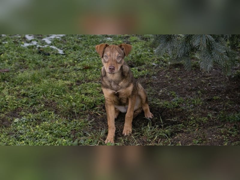 MERLE – Fröhliche Junghündin sucht ihre Menschen
