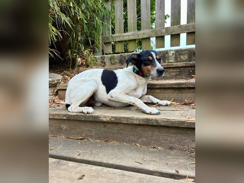 Ratonero-Mix Kurti: Zärtlicher kleiner Rüde sucht liebevolles Zuhause (50321 Brühl)