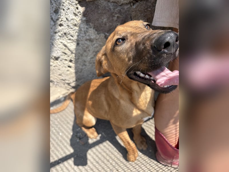 Simba - Frecher Sonnenschein in Hellbraun