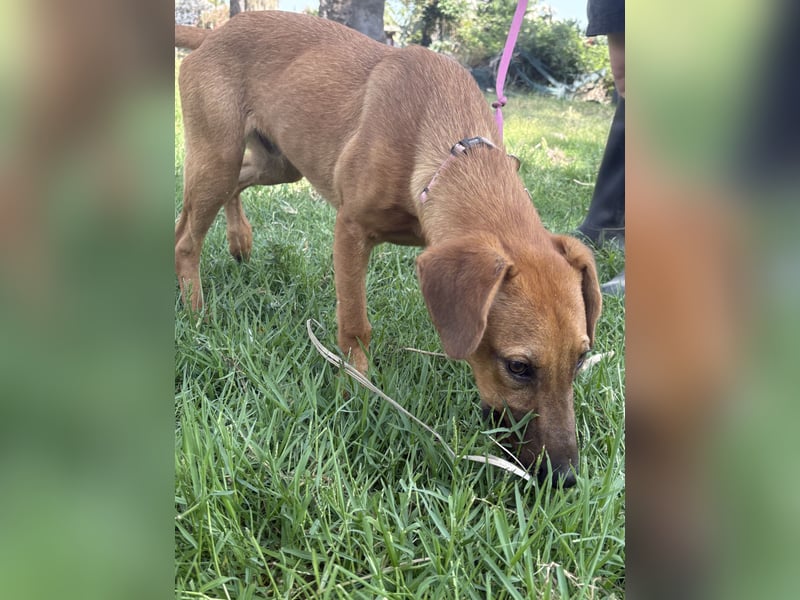 Simba - Frecher Sonnenschein in Hellbraun