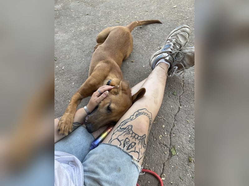 Simba - Frecher Sonnenschein in Hellbraun