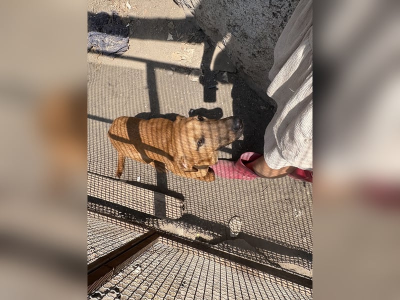 Simba - Frecher Sonnenschein in Hellbraun