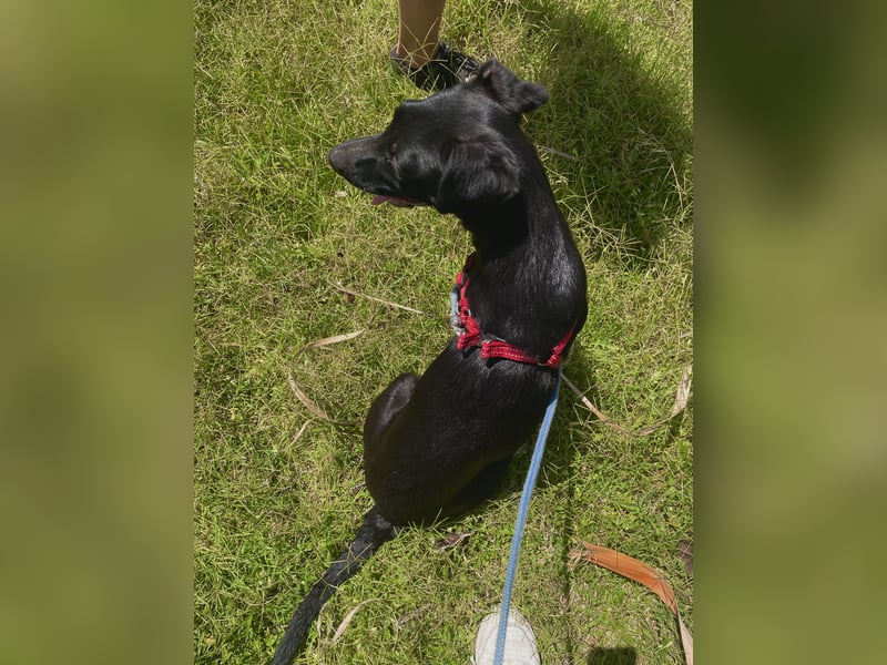 Emilia - Sanfte schwarze Hündin mit großem Herz