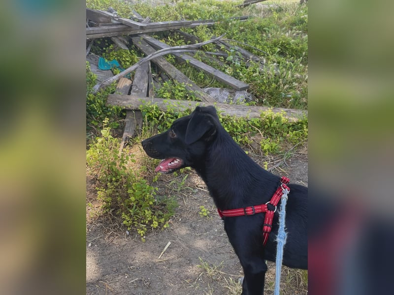 Emilia - Sanfte schwarze Hündin mit großem Herz