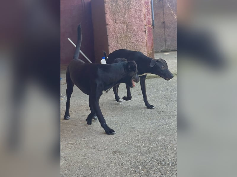 Sarafina - Liebevolles Hundemädchen sucht Zuhause