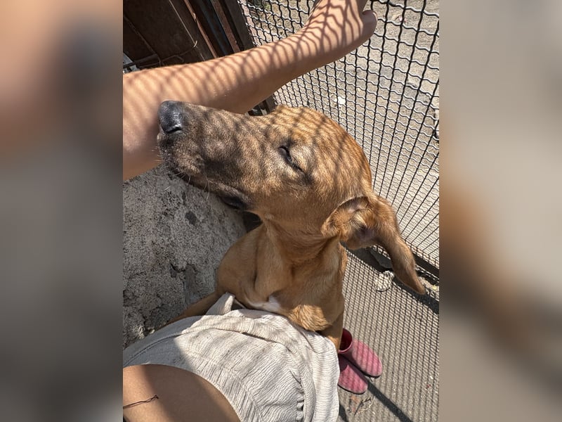 Simba - Frecher Sonnenschein in Hellbraun