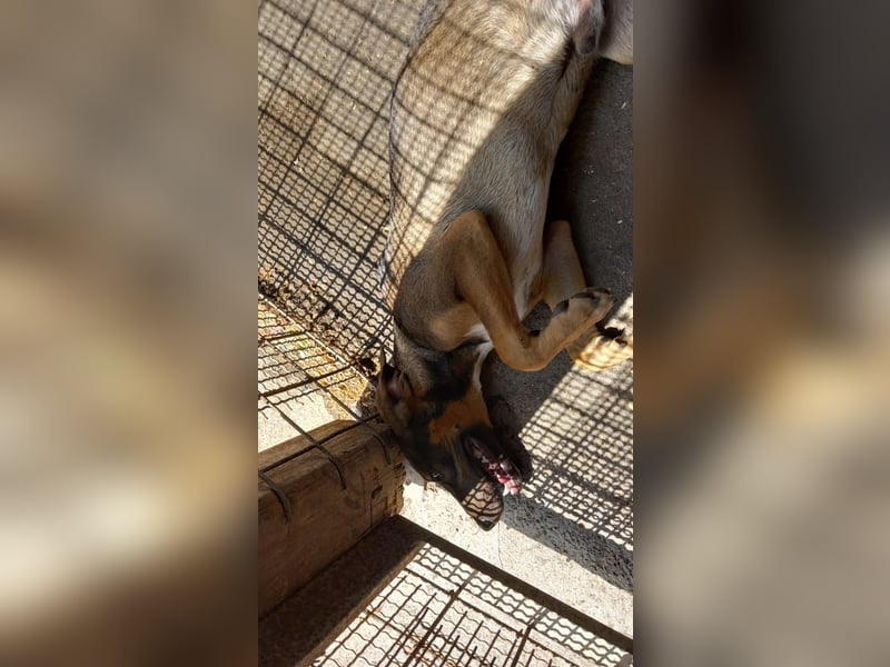 Puma - Bunter Herzensbrecher mit Charakter
