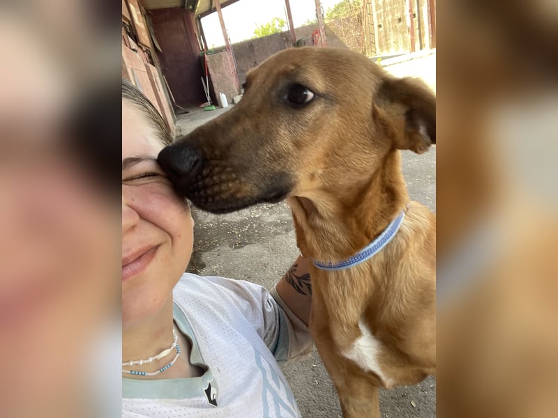 Simba - Frecher Sonnenschein in Hellbraun