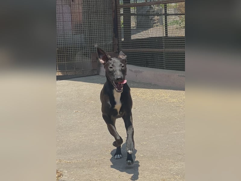 Sarafina - Liebevolles Hundemädchen sucht Zuhause