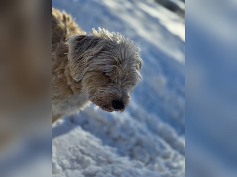Terrier in gute Hände abzugeben
