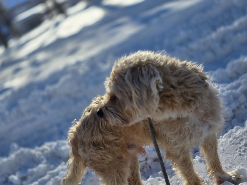 Terrier in gute Hände abzugeben
