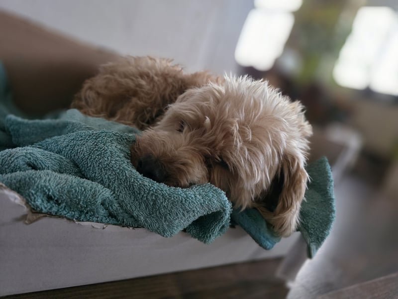 Terrier in gute Hände abzugeben