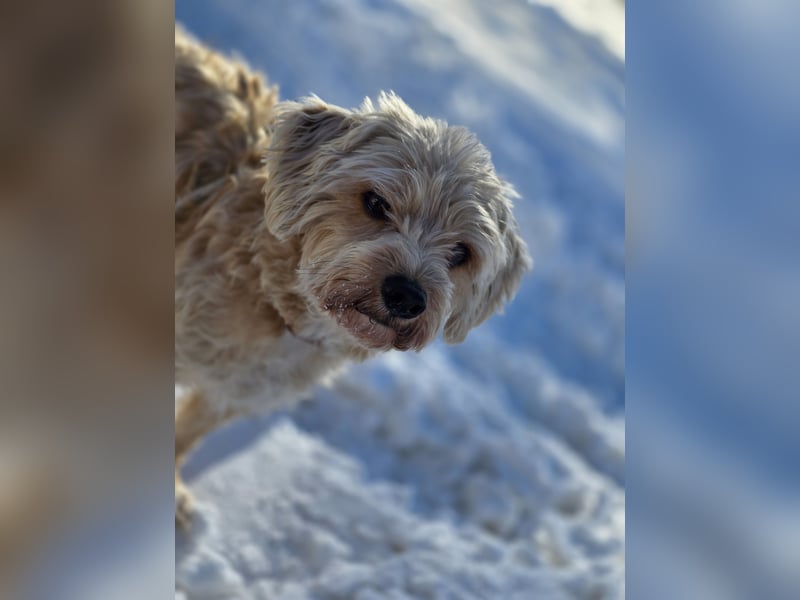 Terrier in gute Hände abzugeben