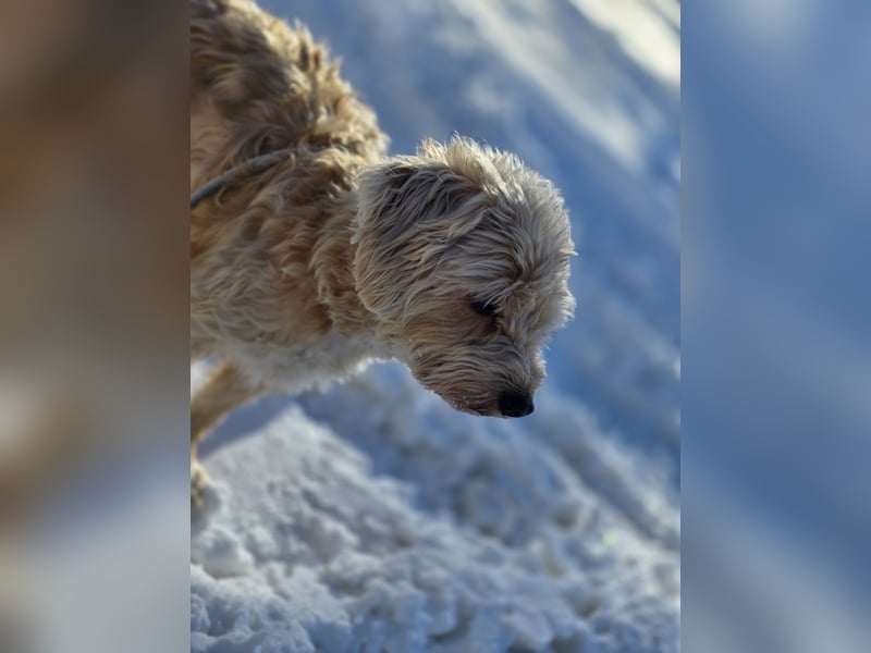 Terrier in gute Hände abzugeben
