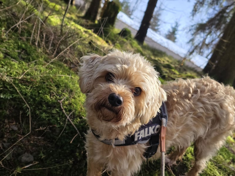 Terrier in gute Hände abzugeben