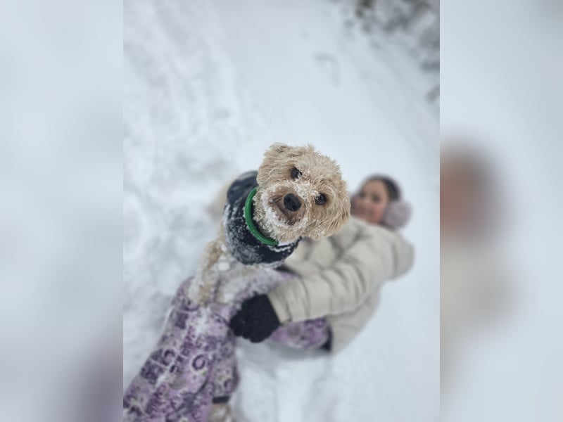 Terrier in gute Hände abzugeben