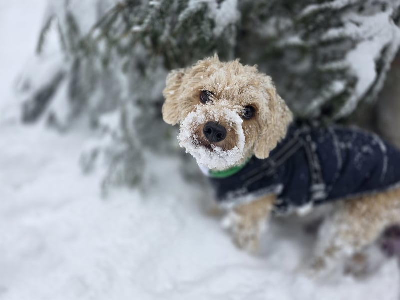 Terrier in gute Hände abzugeben