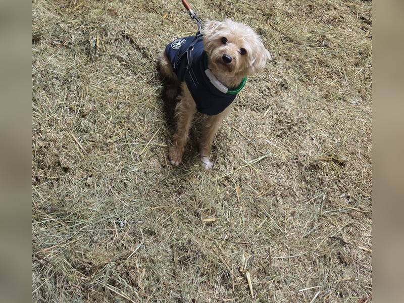 Terrier in gute Hände abzugeben