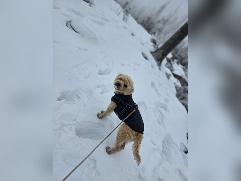 Terrier in gute Hände abzugeben