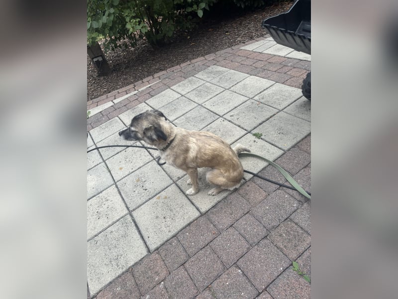 Hündin Cookie sucht neues Zuhause