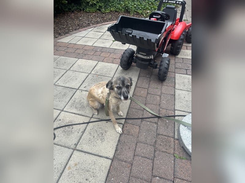 Hündin Cookie sucht neues Zuhause