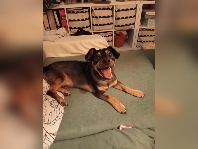 Shane kleiner fröhlicher Hund 1-2 Jahre 35 cm