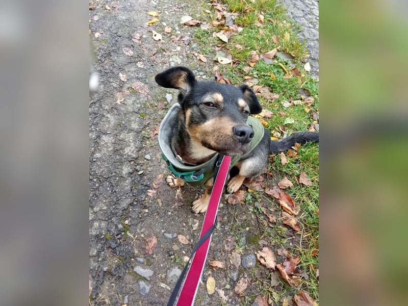 Shane kleiner fröhlicher Hund 1-2 Jahre 35 cm