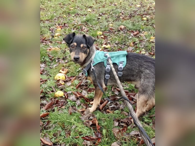 Shane kleiner fröhlicher Hund 1-2 Jahre 35 cm