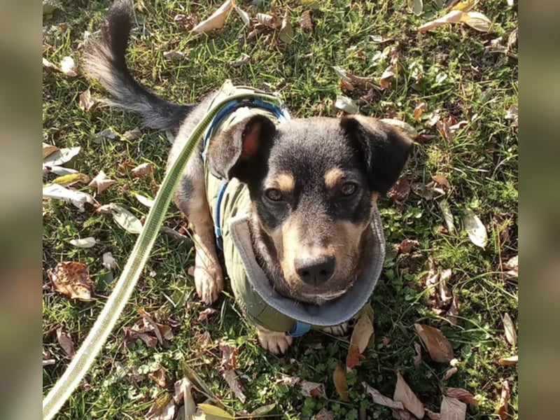 Shane kleiner fröhlicher Hund 1-2 Jahre 35 cm