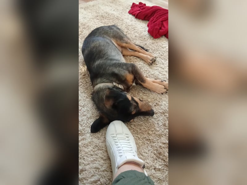Shane kleiner fröhlicher Hund 1-2 Jahre 35 cm