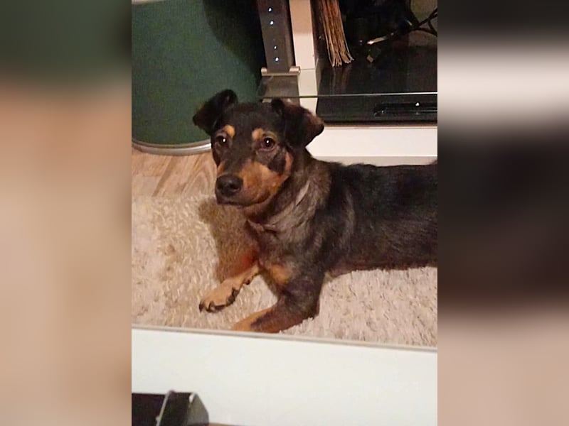 Shane kleiner fröhlicher Hund 1-2 Jahre 35 cm