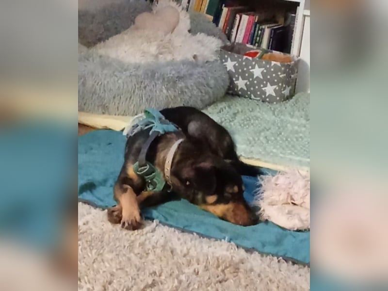 Shane kleiner fröhlicher Hund 1-2 Jahre 35 cm