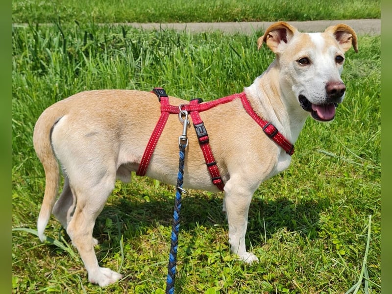 ❤️GOYO❤️       ❗In Deutschland auf einer Pflegestelle ❗