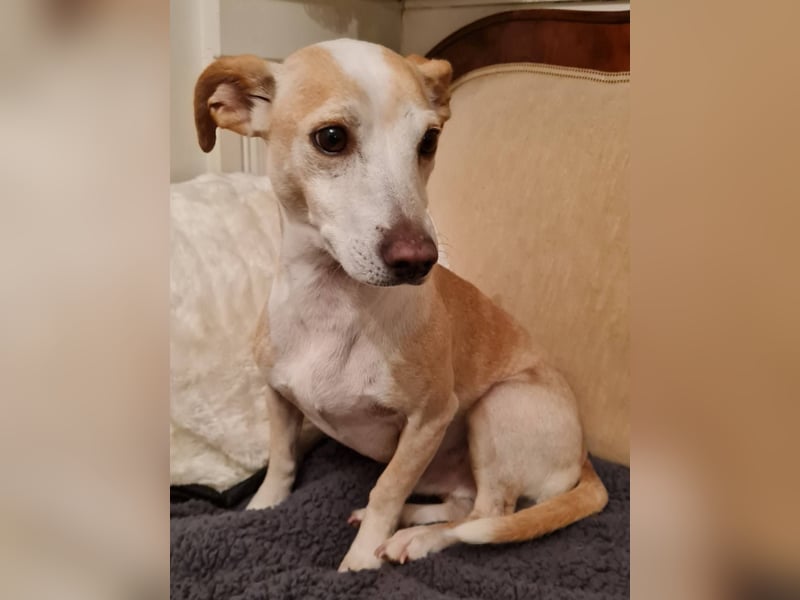 ❤️GOYO❤️       ❗In Deutschland auf einer Pflegestelle ❗